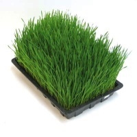 ������� �������