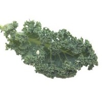 ������ �����: ����