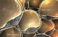 ���� � ��������� ��������