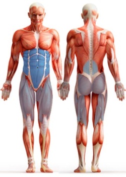 ������� ������� �� BOSU