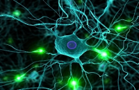 �������� �����